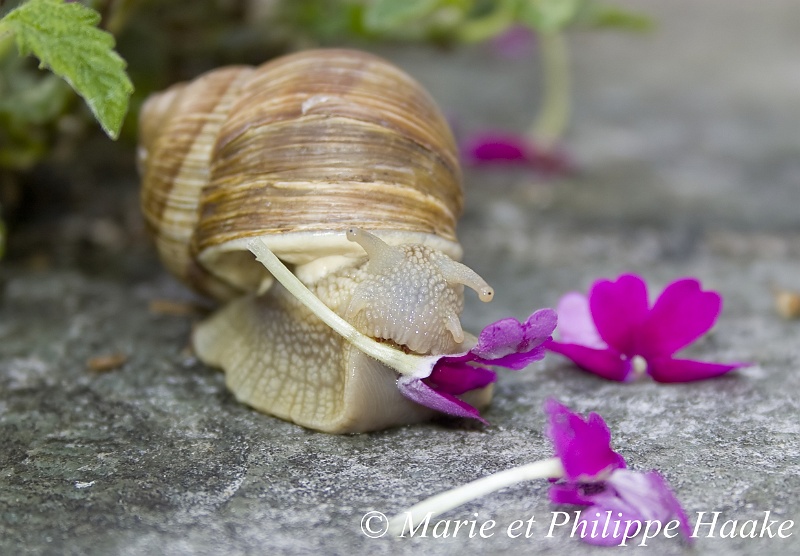 Escargot 7694_wm.jpg - Escargot (Ermitage, Genève, Suisse)